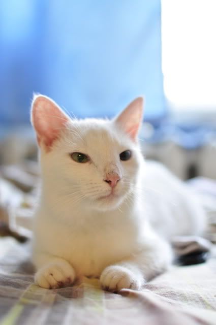 Ава - уникальная кошка Photobucket