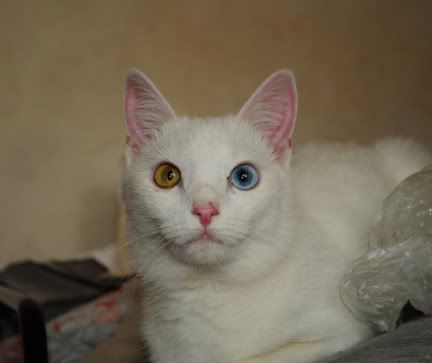 Ава - уникальная кошка 