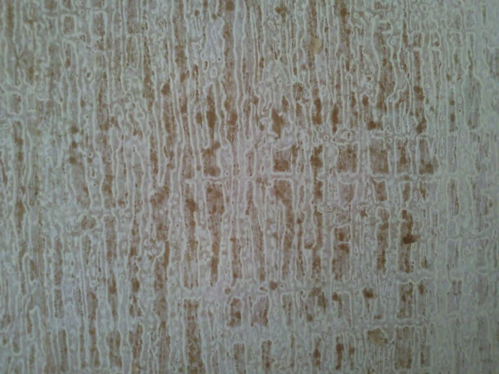 Foto0433.jpg?t=1294840582