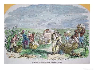 slaves picking cotton. Slaves picking Cotton