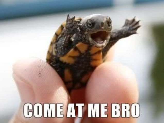 come-at-me-bro-turtle-1.jpg