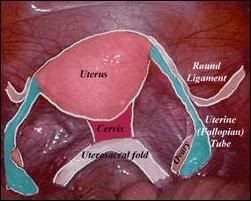 round ligament