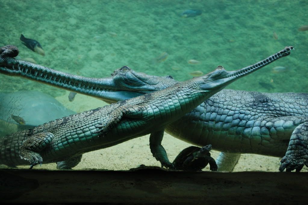 crocodile,tetea