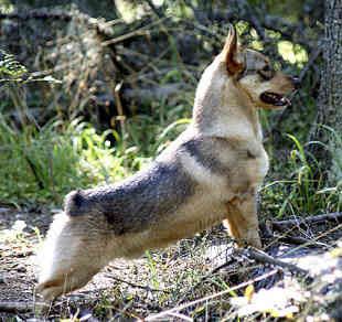 swedish-vallhund Pictures, Images and Photos