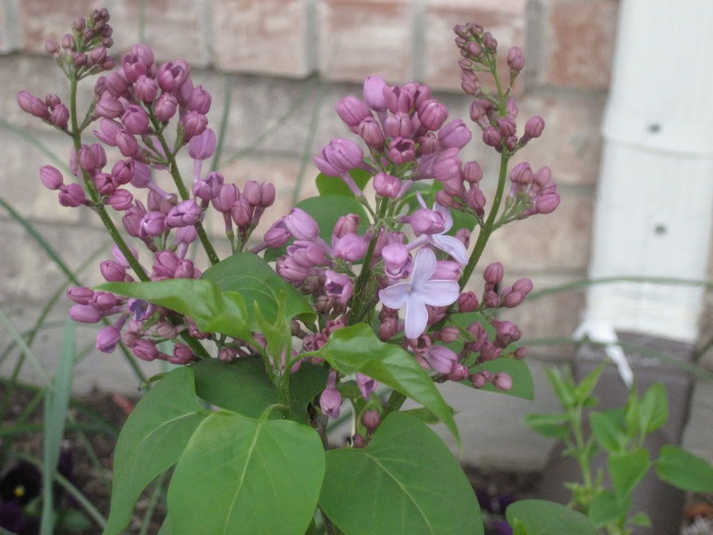 Blue Skies Lilac Blooms