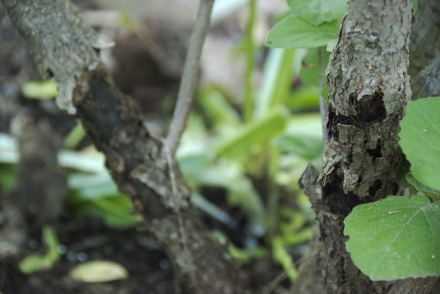 Koreanspice Viburnum (Viburnum carlesii) What disease