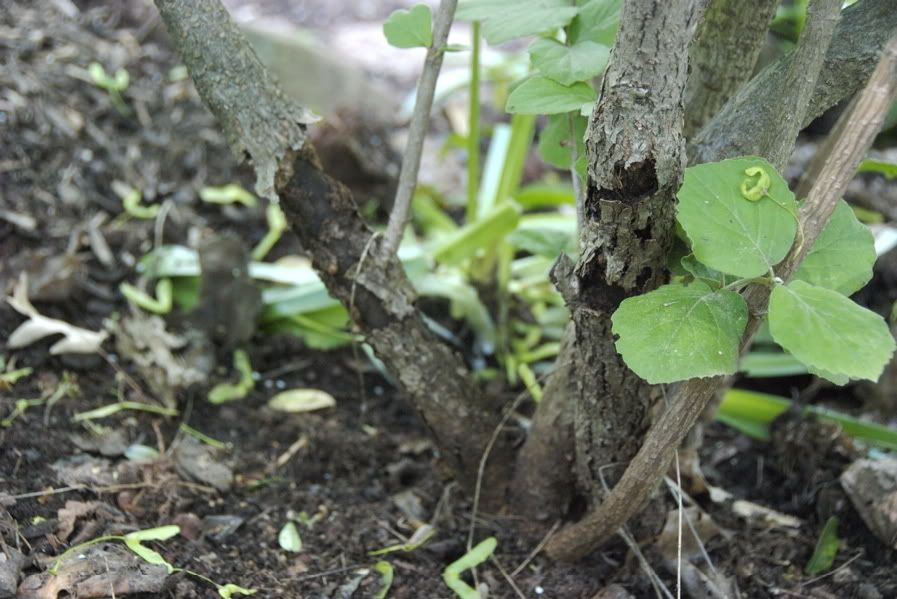 Koreanspice Viburnum (Viburnum carlesii) What disease