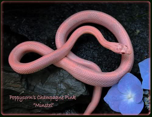 Champagne_Pink_Cornsnake_Minstrel_J.jpg