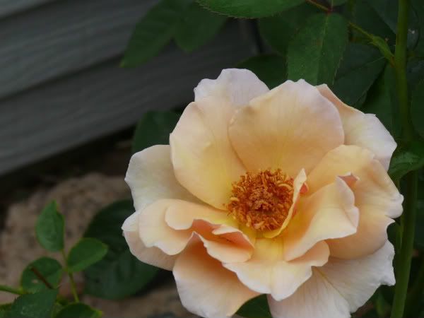 'Pearlie Mae' Buck 2009