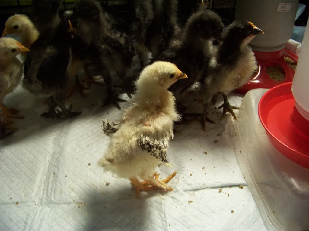 Assorted Bantam Chicks Straight Run BackYard Chickens Learn How