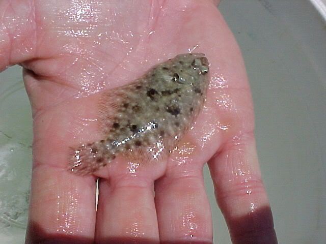 gulf flounder