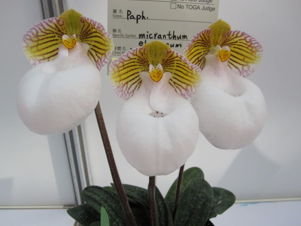 Paph Malipoense