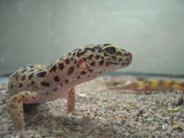 DSC03136.jpg