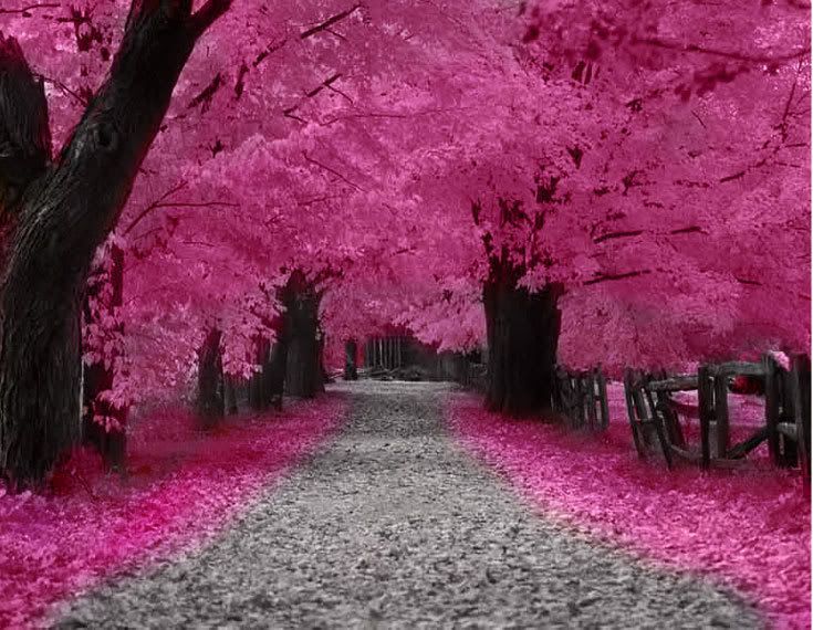 http://i301.photobucket.com/albums/nn50/brookesphotos27/cherry-trees-pink-blossom.jpg