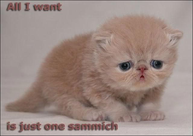 http://i301.photobucket.com/albums/nn50/brookesphotos27/sammich-737930.jpg