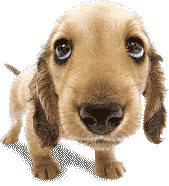 http://i301.photobucket.com/albums/nn50/brookesphotos27/sniffin_dog.gif