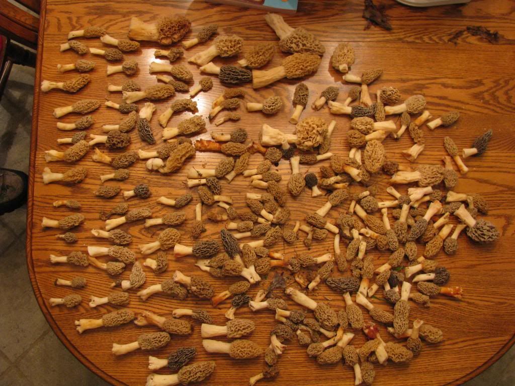 Fresh picked Morel Mushrooms Kentucky Armory Club