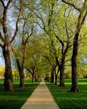 thspring.jpg walk through the trees image by scbeachdreamer