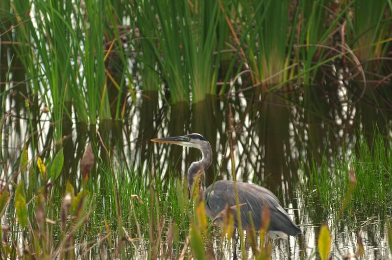 Heron_HDR.jpg