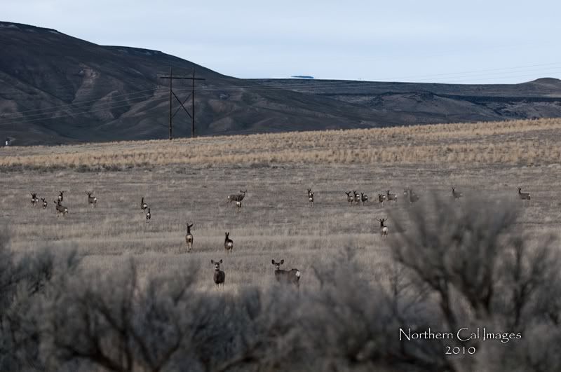 Wildlife-Idaho023.jpg