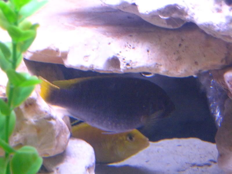 Acei stomach swell Cichlid Fish Forum