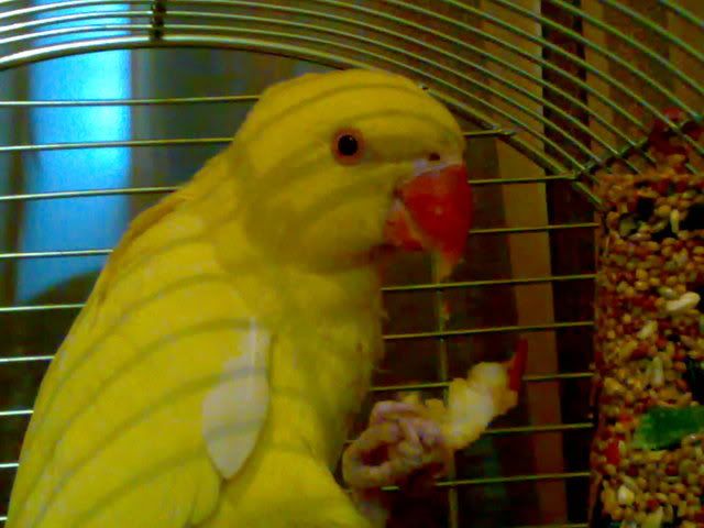 http://i301.photobucket.com/albums/nn53/alex_iasi2005/28012008516.jpg