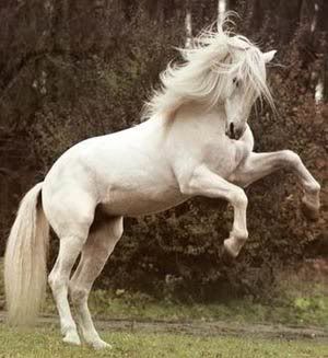 Whitehorse.jpg White horse image by Jacy_028