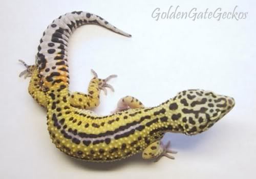 Coupons for reptiles by mack