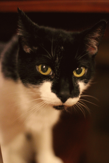 IMAGE: http://i301.photobucket.com/albums/nn56/Phantom549/BFoxGraphics/sassy.gif