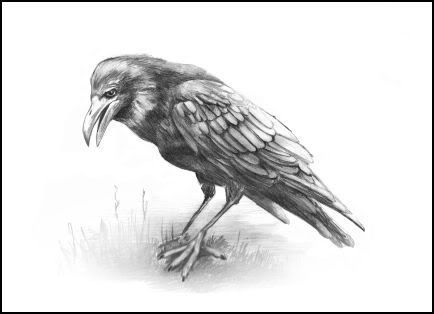 Raven.jpg