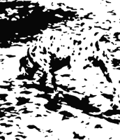 dalmatian illusion