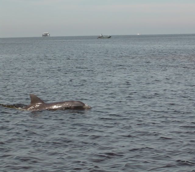 Copyofoctinfla005.jpg
