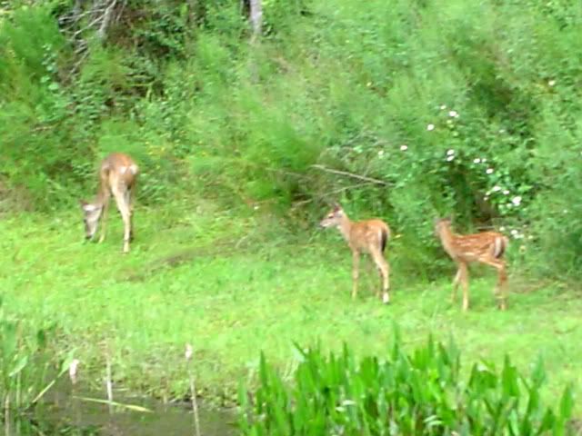 backyard001.jpg