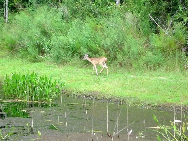 backyard003.jpg