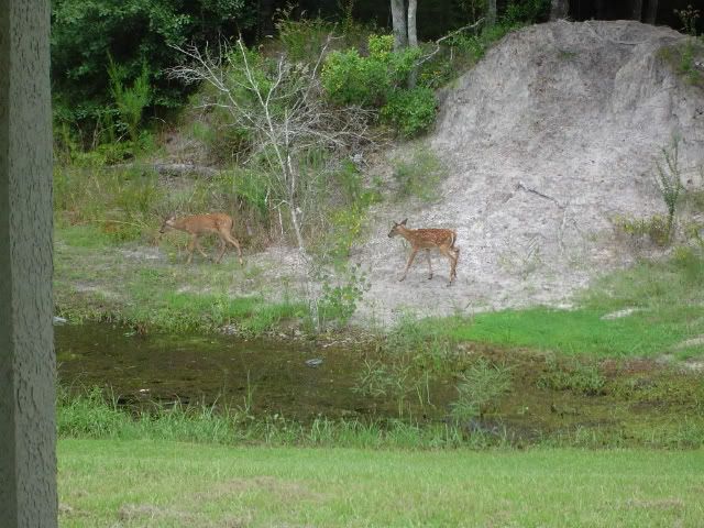 backyard005.jpg