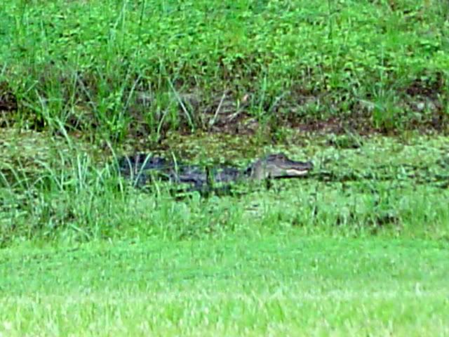 backyard012-1.jpg