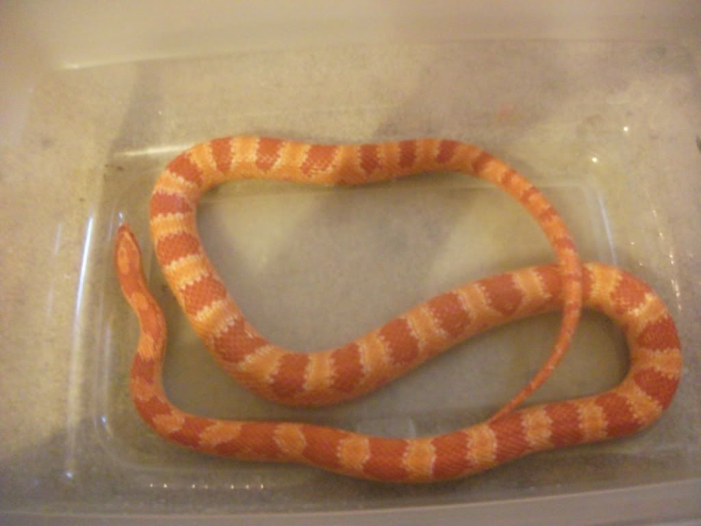 DSCF4177.jpg