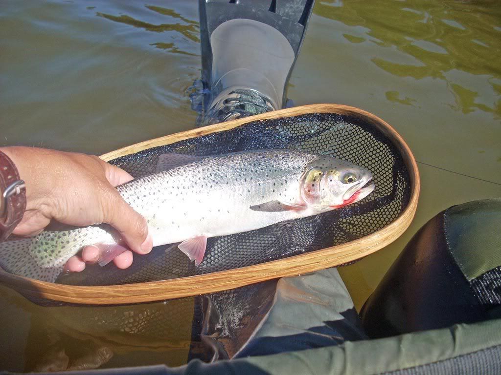 Rainbow Trout on Griffith Lake