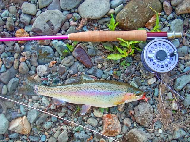 Amy's Yakima Trout