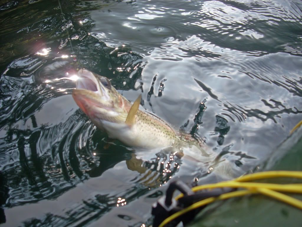 rainbow trout,loch katrine