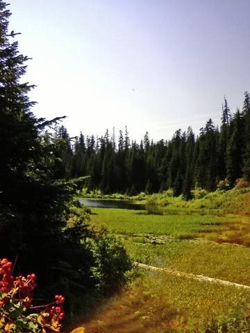 Beaver Pond at Saddle