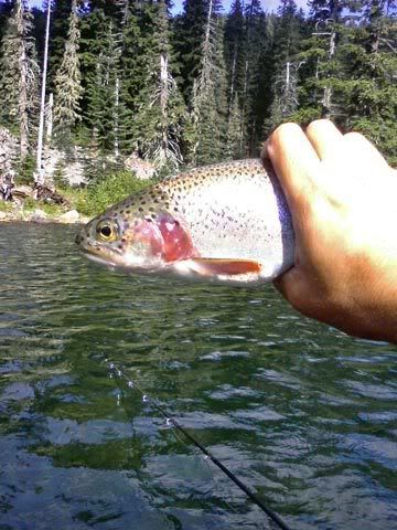 Fat Trout