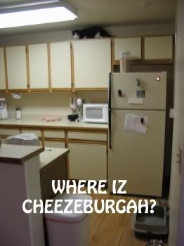 Can I haz cheezburger? Pictures, Images and Photos