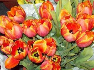 Tulips In Bloom