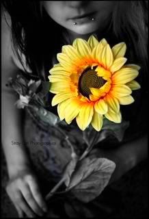 Sunflower Pictures, Images and Photos