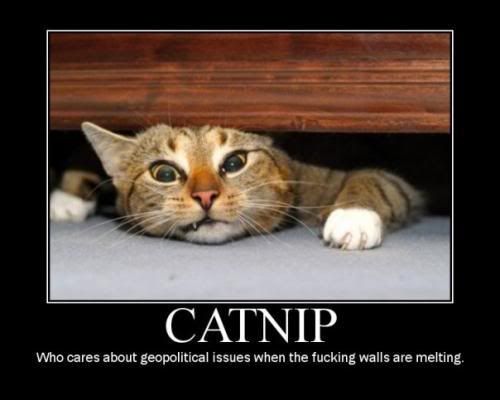 1_catnip.jpg