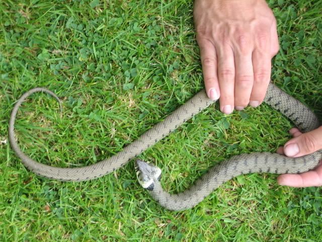 Grass Snakes - Page 2 - Reptile Forums