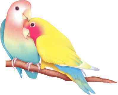Love Bird on Love Bird   Burung Pun Mengenal Cinta   Yudhakaryadi Com