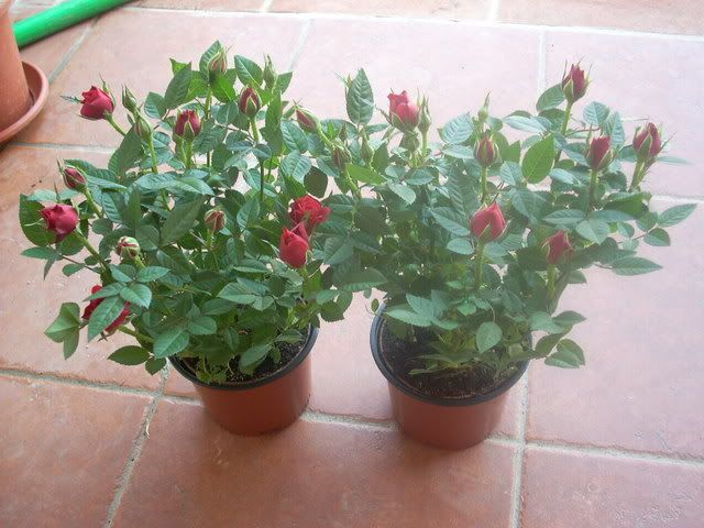 DSCN0328.jpg