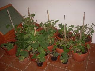 DSCN0598.jpg